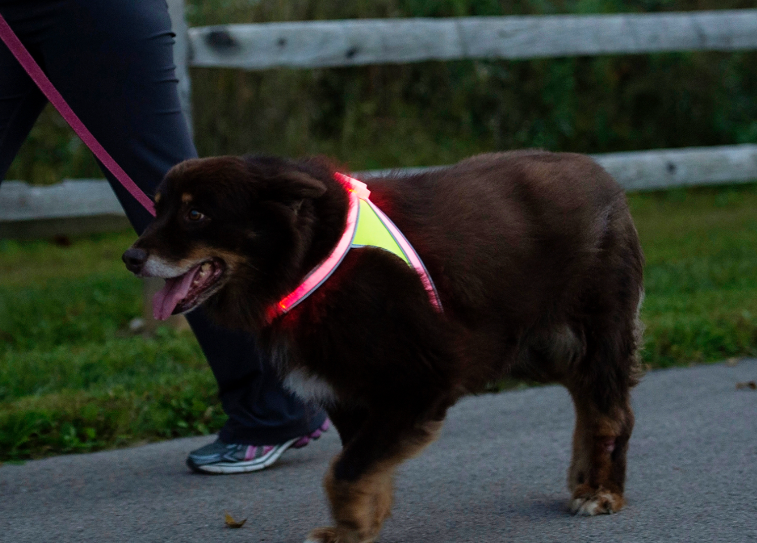 Noxgear 2024 dog harness