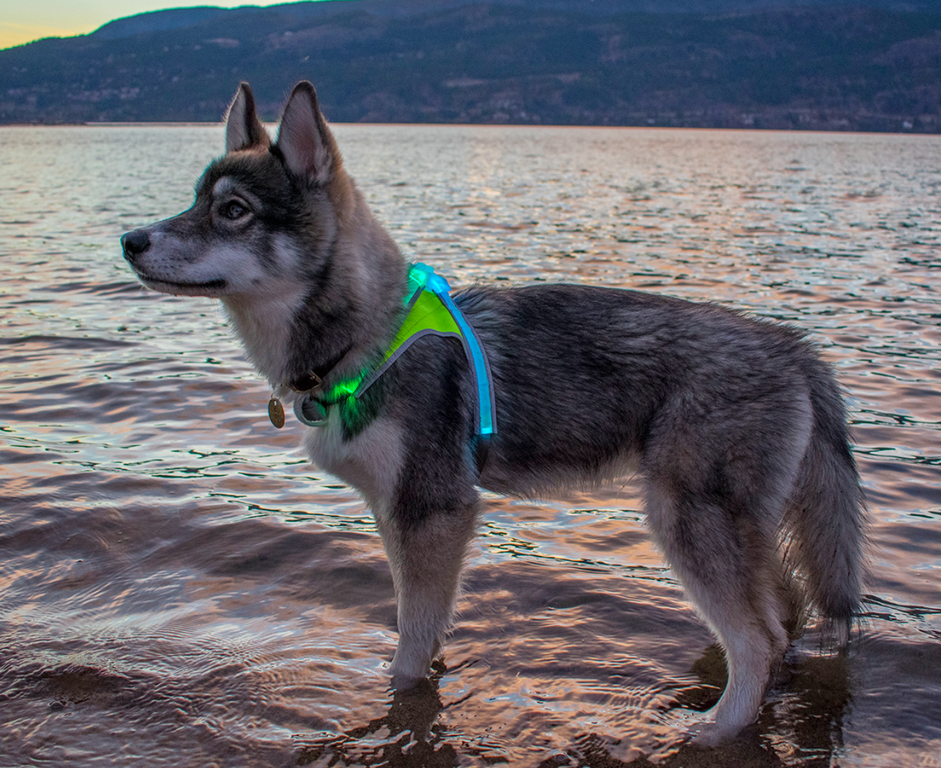 Illuminated sales dog harness