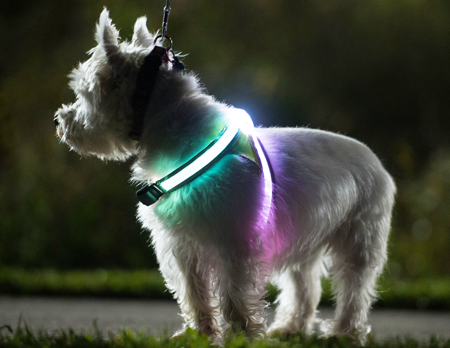 Led top dog harness