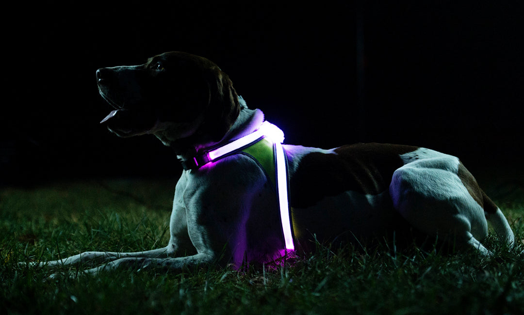 Noxgear LightHound LED Illuminated Harness Run Republic