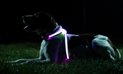 Noxgear LightHound LED Illuminated Harness - Run Republic