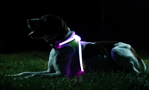 Lighted 2024 dog harness
