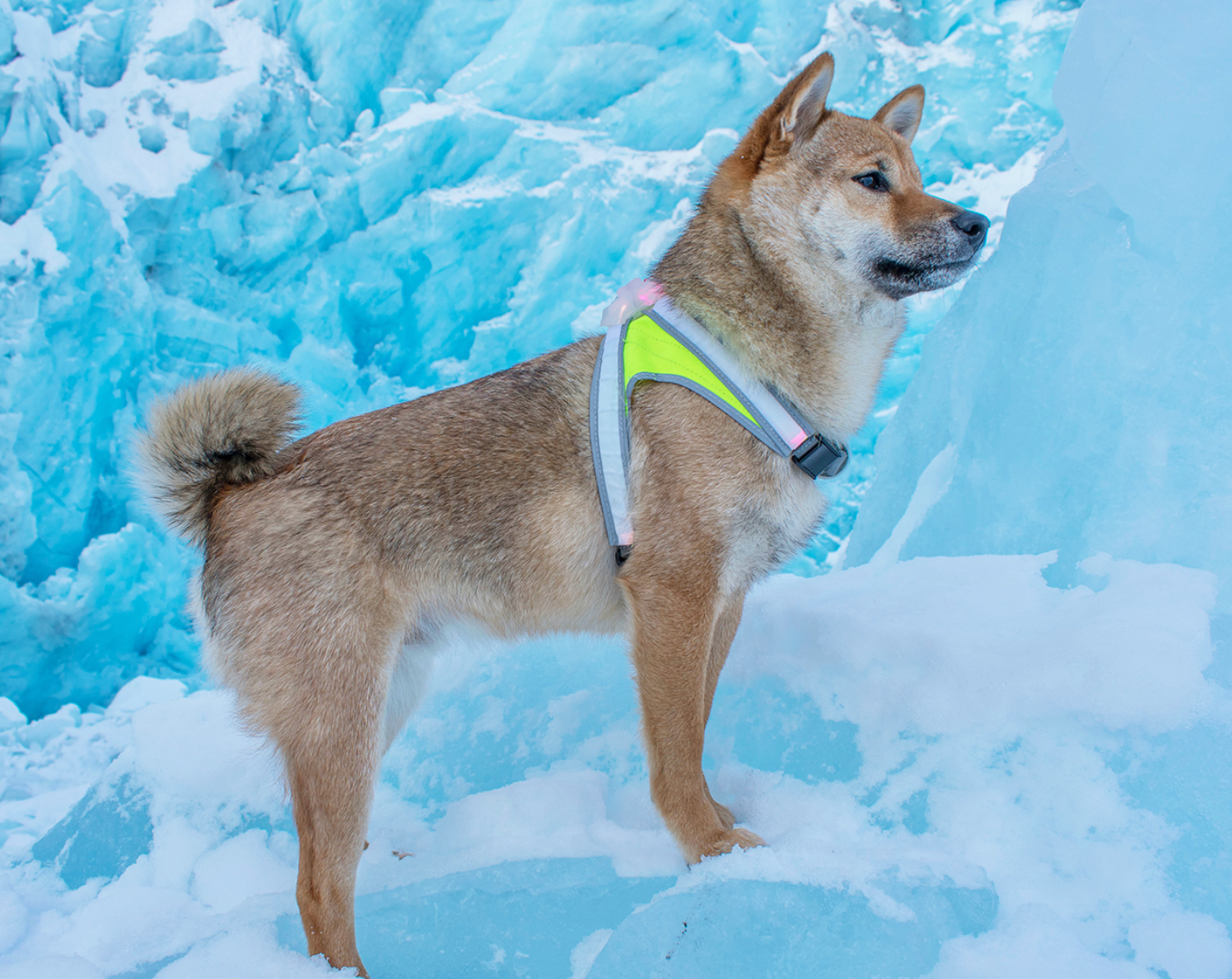 Noxgear LightHound LED Illuminated Harness Run Republic