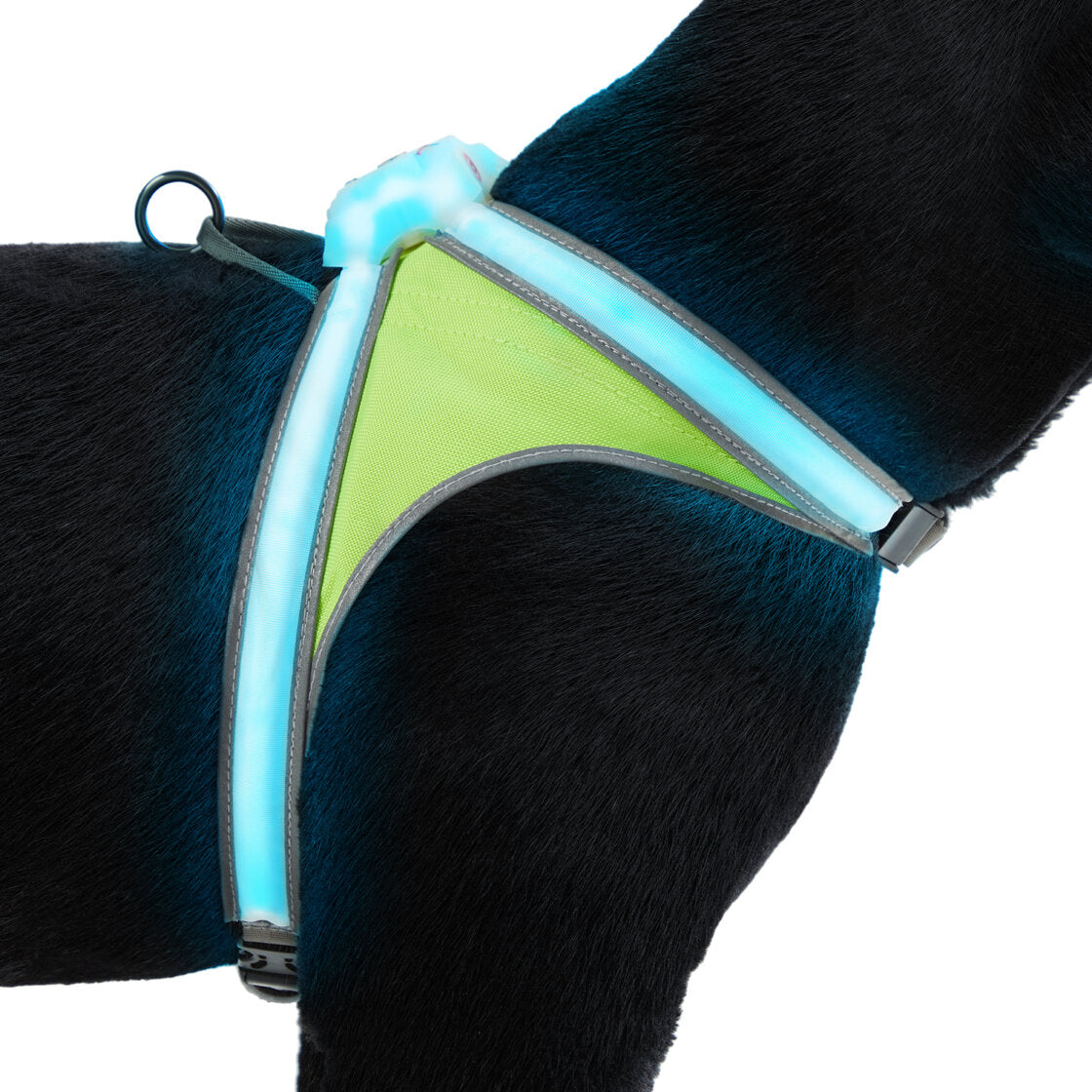 Noxgear dog harness best sale